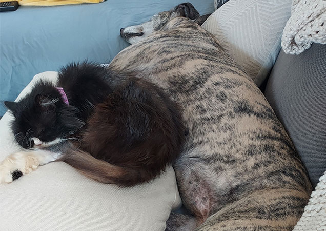 jessie the cat in foster care